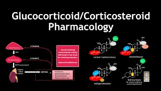 Glucocorticoid and Corticosteroid Pharmacology and Medicinal Chemistry [upl. by Tomkins]