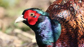 Common Pheasant Close Up amp Pheasant Facts [upl. by Nuhs]