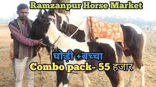 Ramzanpur horse mela 2019 रमजानपुर मेले में लीजिए घोड़ी और उसका बच्चा 55 हजार में [upl. by Gladi]