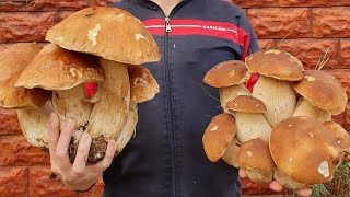 12102024 Beautiful mushrooms from Eastern Europe funghi porcini boletus grzyby гриби [upl. by Lehet]