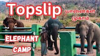 🔥Elephant camp Kozhikamuthi Topslip vinothvlog [upl. by Hubbard527]