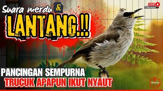 trucukan gacor NGALAS Tarung ROPEL Paling Ampuh Untuk PANCINGAN TRUCUKAN Agar Bunyi Nyaut EMOSI [upl. by Yenitirb]