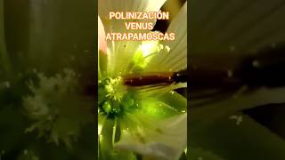 cómo polinizar una flor de planta carnivora Venus atrapamoscas carnivorousplant [upl. by Awahsoj]