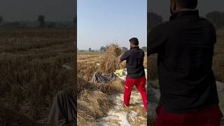 Natrul rice 🌾 rahuldhandlaniya babakidyatai shrots trending jaat farming ￼ [upl. by Marla]