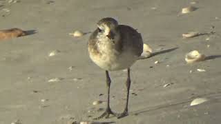 Plover Eating A Fish Sandpiper Trying To Get Scraps [upl. by Lukey]