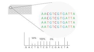 Pyrosequencing how to interpret results [upl. by Liederman982]