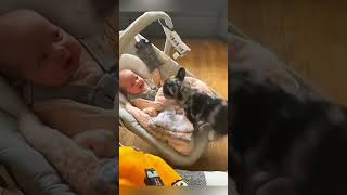 cat dog dogs cut cute love lovecats lovedogs funny virla viralvideo foryou foryoupage [upl. by Devitt853]