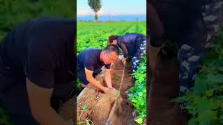 Sweet potatoes harvest 👍 satisfying food potato farming shorts video [upl. by Auburn]