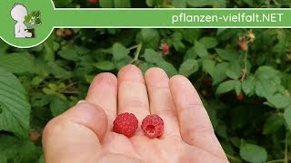 Himbeere  Reife Früchte  120618 Rubus idaeus  essbare Wildkräuter Bestimmung [upl. by Bel771]