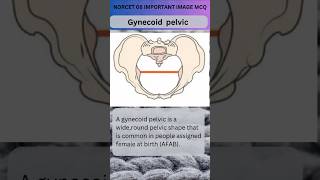 Female Gynecoid pelvis  Normal pelvis  Types of pelvis OBG amp GYNAE ytshort [upl. by Ruthanne776]