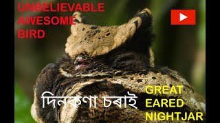 GREAT EARED NIGHTJAR A rare species of nightjar family To know more Visit wwwwildeastin [upl. by Gnat]