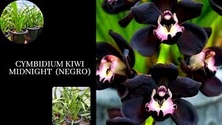 Cymbidium Kiwi Midnight Negro [upl. by Ribal17]