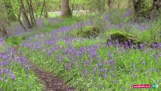 Planting Bluebells in the Woodlands [upl. by Pratte387]