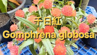 千日紅 Gomphrena globosa [upl. by Ydnas821]