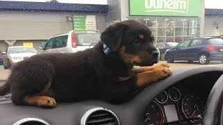 Best Of Cute Rottweiler Puppies Compilation  Funny Dogs 2018 [upl. by Valentino]