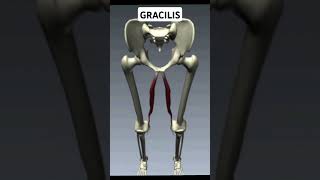 Write Gracilis Muscle Action [upl. by Hayward]