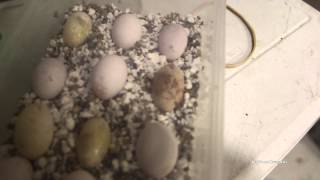 Bearded Dragon Eggs Collapsing [upl. by Aisanat]