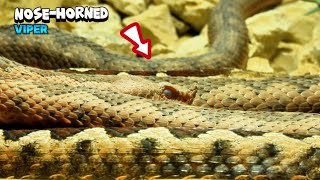 Massive NoseHorned Viper Snake Coming [upl. by Aihseyt484]