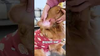 Dog ears need regular care for dogs Ear mites Ear cleaning solution Dog care Cute pets [upl. by Rehpotsyrhc802]