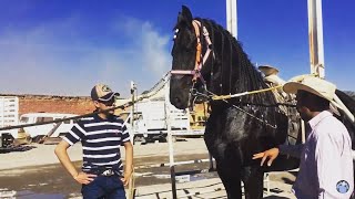 LUJOSOS CABALLOS BAILADORES A LA ALTA ESCUELA  Así se entrenan 🐴 [upl. by Nimesay]