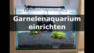 Wie richte ich ein Garnelenaquarium ein [upl. by Aes352]