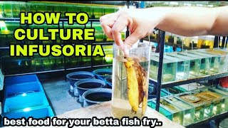 HOW TO CULTURE INFUSORIA best food for 3 day old betta fry🇵🇭 [upl. by Avis]