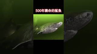 【动物科普】能有500年寿命的鲨鱼：格林兰睡鲨！ [upl. by Vary]