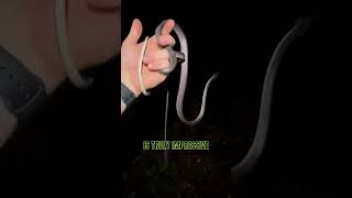 Catching Venomous Snakes In The Jungle Phuket Thailand venomoussnakes herping reptiles [upl. by Initirb]