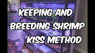 The Art of Keeping and Breeding Caridina and Neocaridina Shrimp KISS Method [upl. by Geffner169]