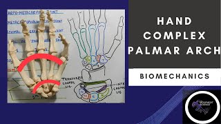 PALMAR ARCHES  HAND COMPLEX BIOMECHANICSPhysiotherapy [upl. by Odeen]