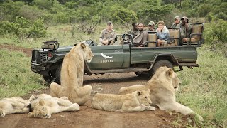 AFRICAN SAFARI 4K  Incredible Big Five animal sightings Kruger National Park [upl. by Meletius]