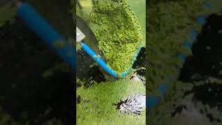 The Nebular Snail Pond Filter Skimming Succulent Duckweed organicfood homestead viral fypシ [upl. by Retsel]