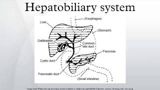 Hepatobiliary system [upl. by Tav]