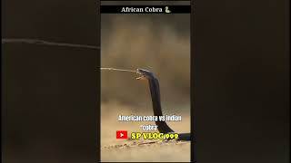 American cobra vs indian cobra shortvideo djsarzen djlover spvlog999 [upl. by Dera]