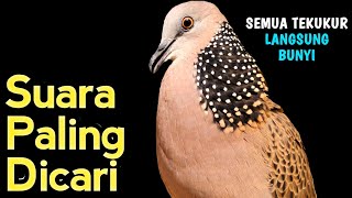 Suara Burung Tekukur Gacor Khusus Pancingan Yang Malas Bunyi  Putar Langsung Nyaut [upl. by Kentigerma]