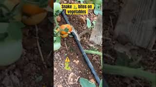 Snake 🐍 bites on vegetables snake vegetables viralshort help [upl. by Kcirdes494]