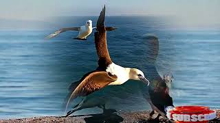 ALBATROSS LOVE STORY captured by 16 k camera [upl. by Body]