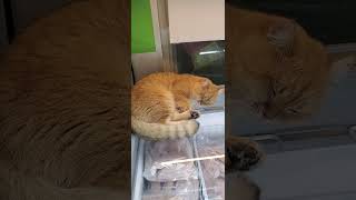 cat naps on fridge full of fish cat pets animals [upl. by Dougall]