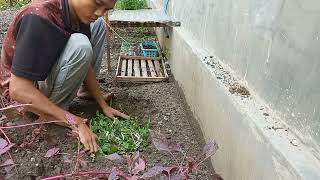 Rutinitas pagi dikebun organik halaman rumah berkebun kebunsayur garden gardening [upl. by Frederique]