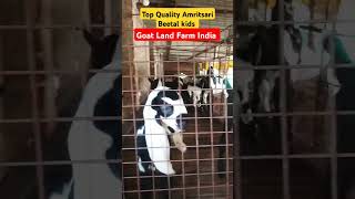 Top Quality Amritsari Beetal kids AtGoat Land Farm India Up Azamgarhyoutubeshort goat 7880627038 [upl. by Bowers]