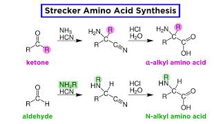 Strecker Amino Acid Synthesis [upl. by Rodablas]