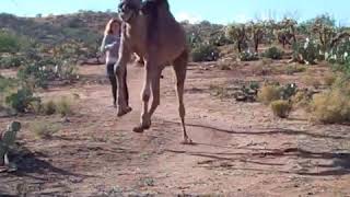 Ever seen a camel run 😂😂 [upl. by Scully818]