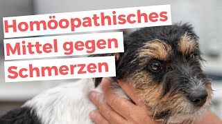 TRAUMEEL Hund Schmerzen lindern 💊Dosierung der Tabletten Erfahrungen Wirkung [upl. by Intruok]