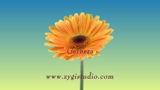 Timelapse of Opening Orange Gerbera Flower [upl. by Edrei]