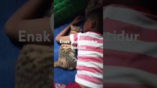 Seneng banget liatbocil kucing kucinglucu catlover shortvideo pecintakucing [upl. by Aritak]