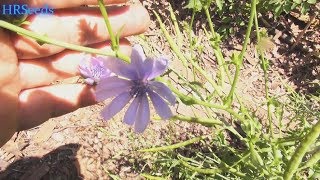 ⟹ Variegata di Castelfranco Chicory  Cichorium intybus  A look at the flowers and seed pods [upl. by Ettenhoj]