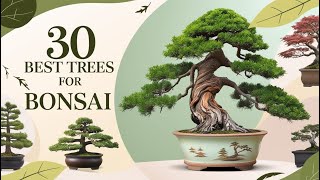 30 Best Bonsai Plants Find Your Ideal Tree for Home or Garden [upl. by Akisey]