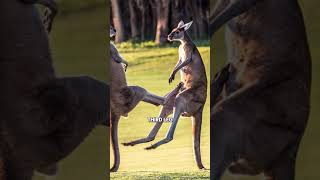 Why Are Kangaroos Built Like Gym Bros [upl. by Diet]