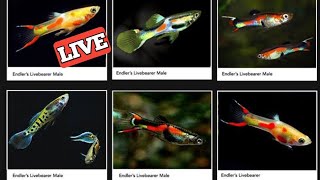 Endler types  Endlers Guppy types  Types of Endlers Guppy  Endler guppy [upl. by Ettennyl]