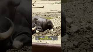 ఇది పెద్ద Zoo అయినా నాకు Hyderabad zoo నే నచ్చింది  Sidshnu  sidshnu couples youtubeshorts [upl. by Adnarym331]